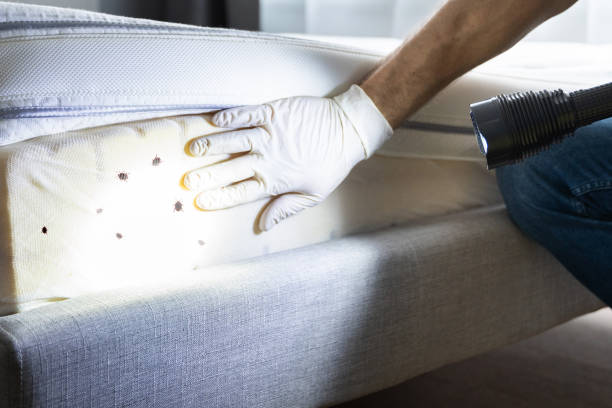 Professional Pest Control in Havana, IL