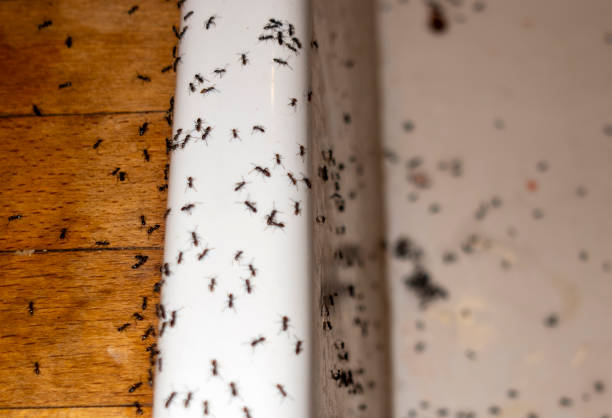 Wasp Removal Services in Havana, IL
